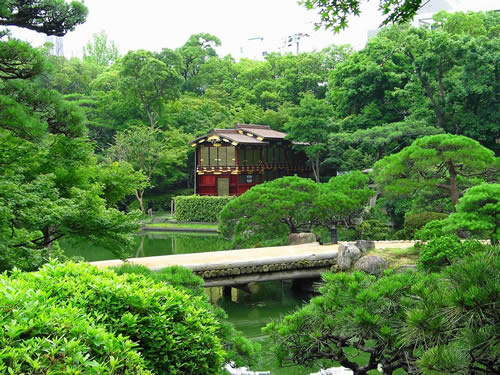 Pine tree in Japanese garden